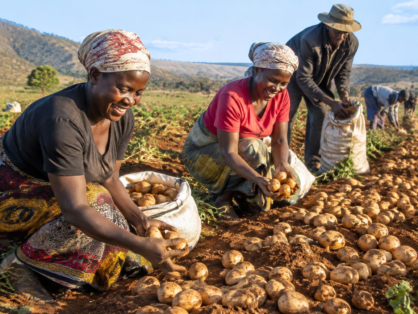 Freshly harvested potatoes held in soil