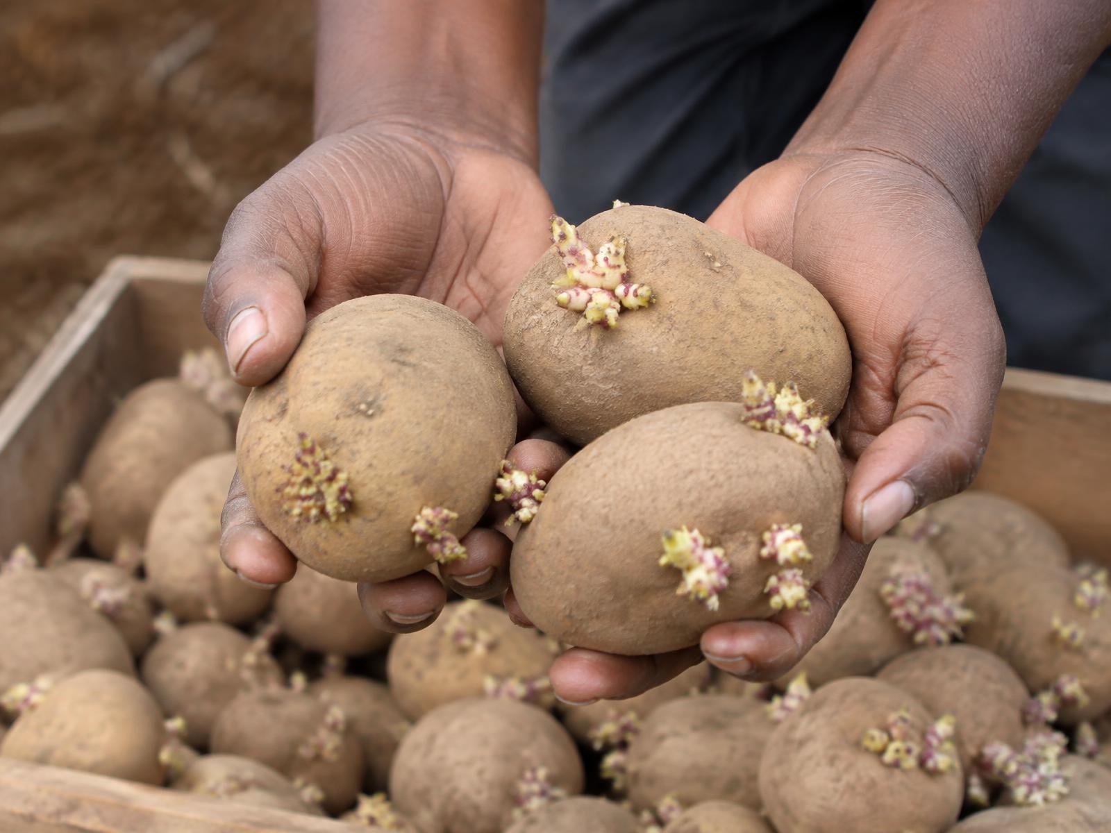 Certified seed potatoes with healthy sprouts in a crate